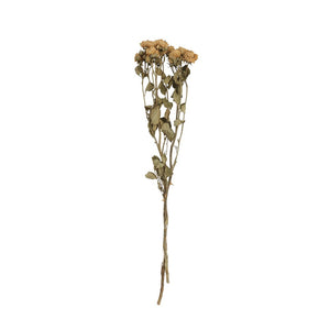 Dried Natural Rose Stem Bunch